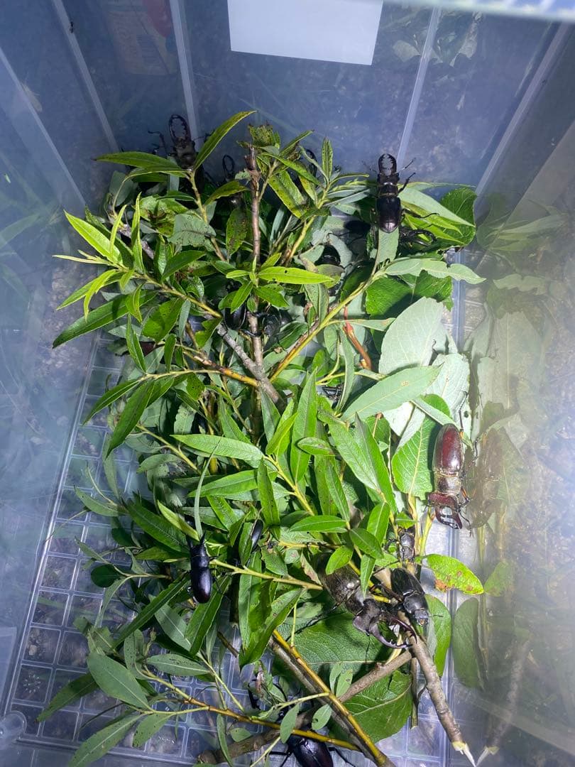 爆光 新品 強力 HID7インチ 113W程度　紫外線強化バルブ 灯火採集に！