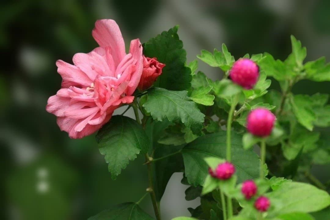 【フード付き】Canon EF-S 55-250mm F4-5.6 IS II