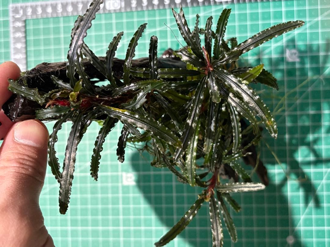 【水中葉】ブセファランドラ sp.Black Wave【流木付き】