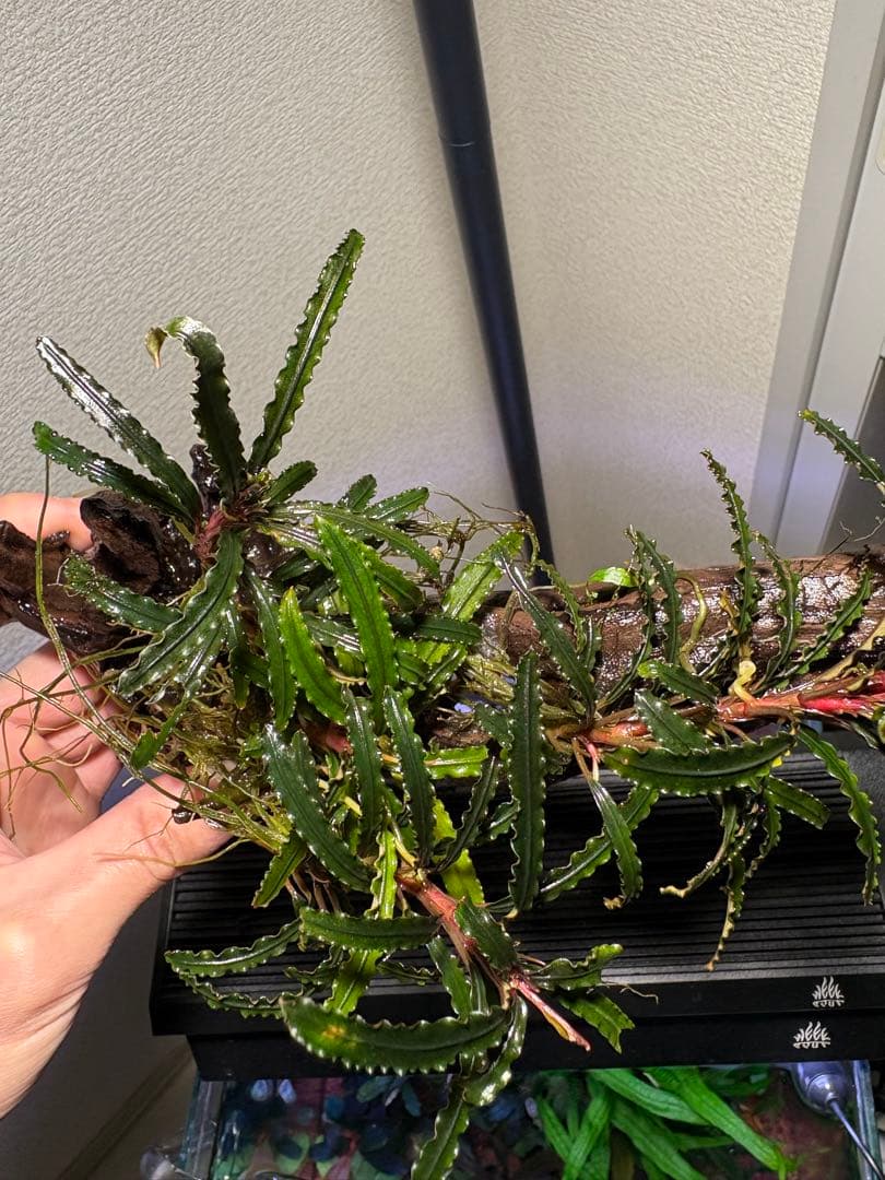 【水中葉】ブセファランドラ sp.Black Wave【流木付き】