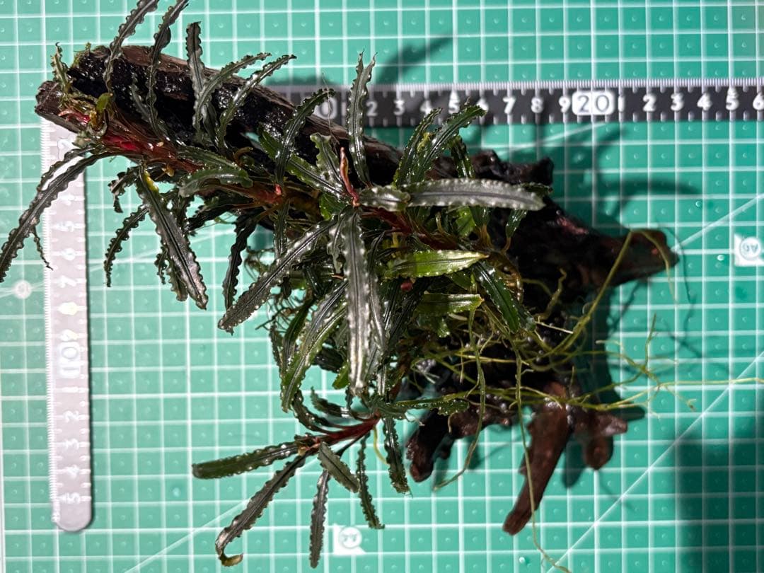 【水中葉】ブセファランドラ sp.Black Wave【流木付き】