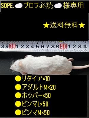 SOPE.‪☁️プロフ必読☁️ 国産冷凍マウス リクエスト品