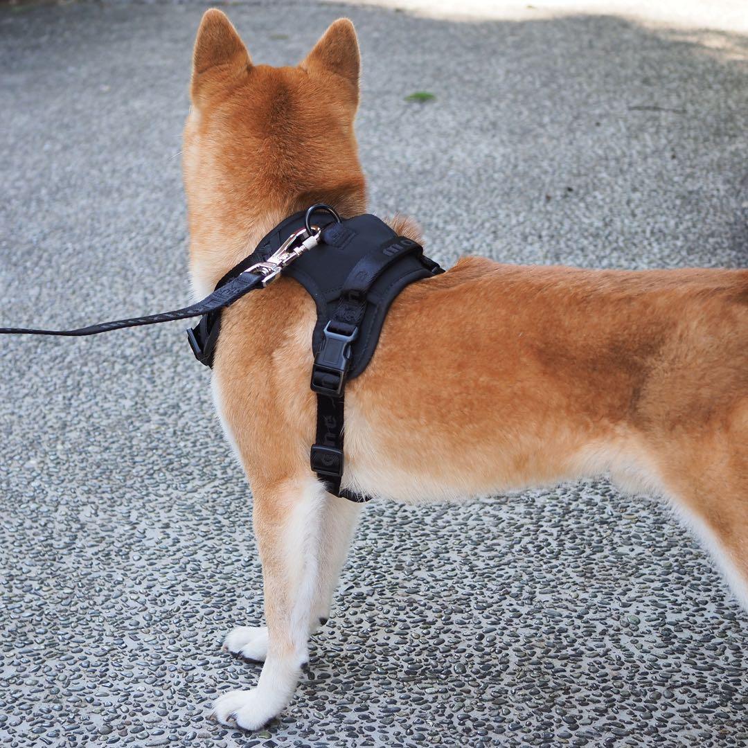 【新品】ハーネス/max-bone/ブラックSサイズ/ラグジュアリーブランド