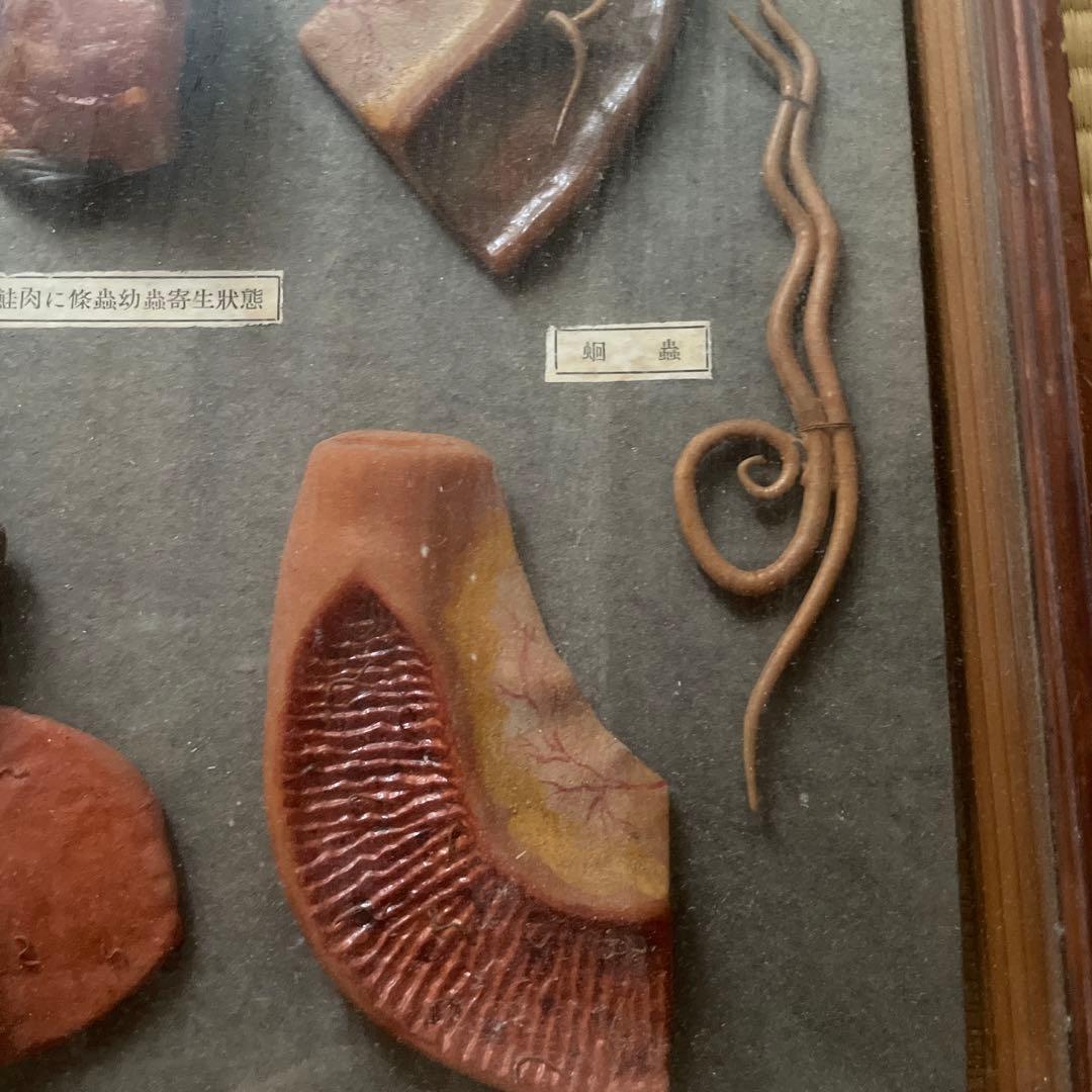 珍品、レトロ　医学模型　寄生虫