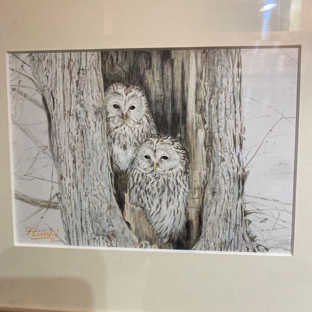 フクロウ(カップル)色鉛筆画