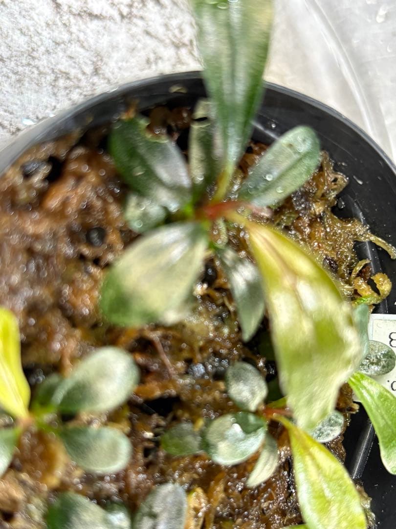 水草 Bucephalandra sp.Super Demos