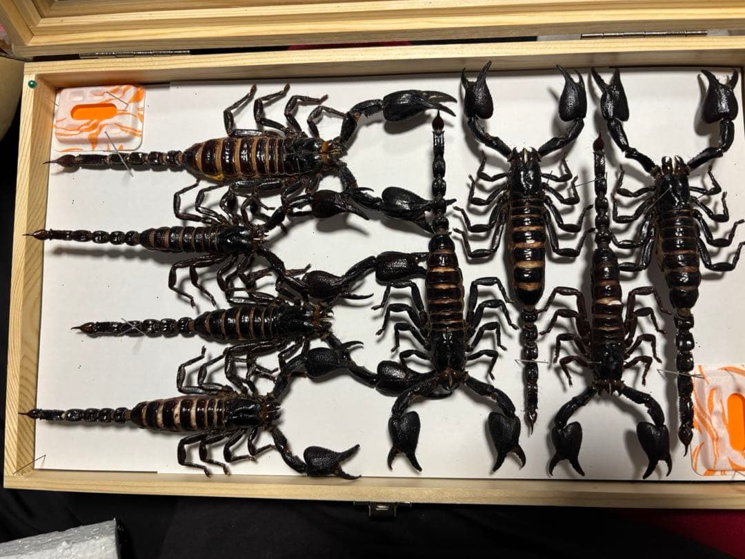大型サソリ2セット