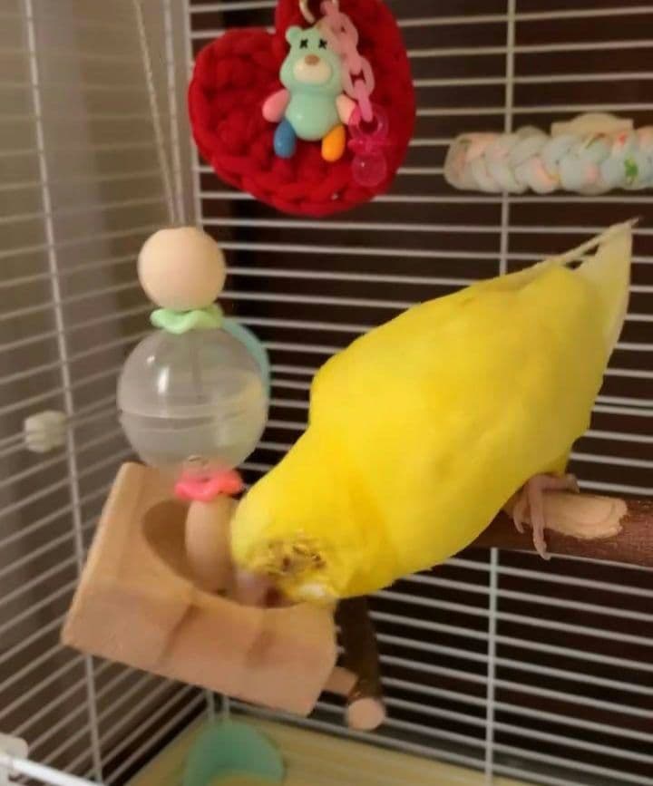 f34　吊り下げタイプのフォージングボール　バードトイ　インコ　フォージングトイ