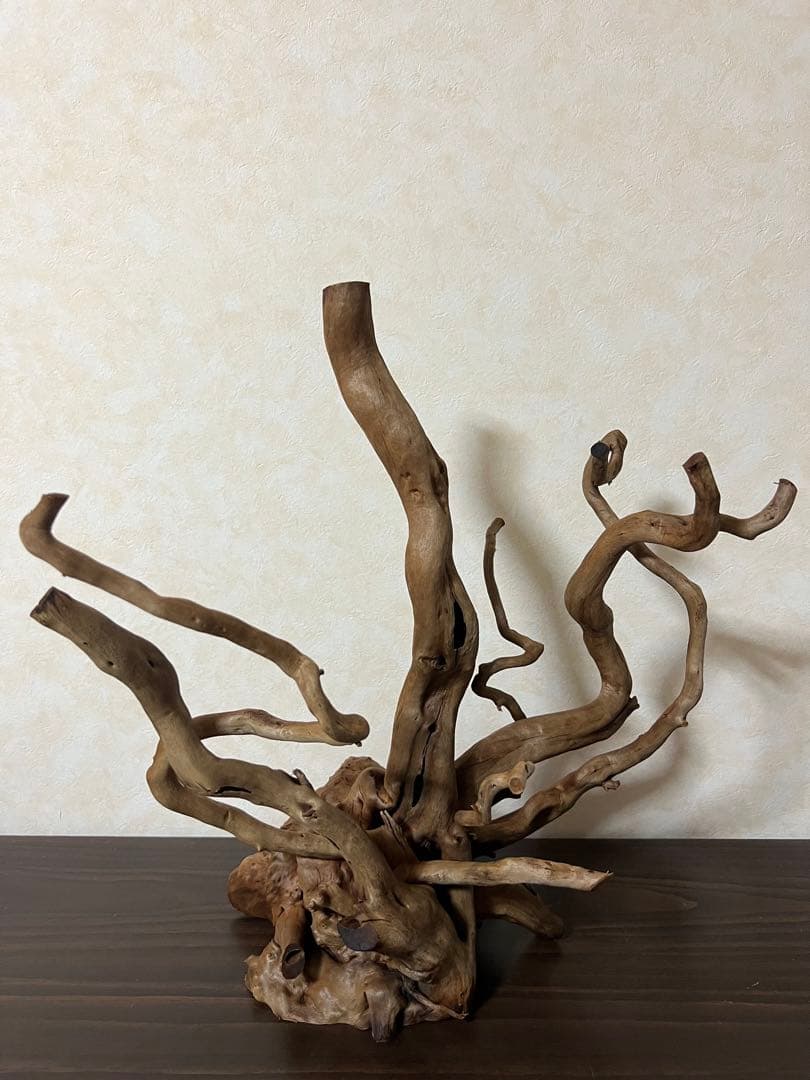 50508 ブランチウッド　流木　アクアリウム 沈水確認済