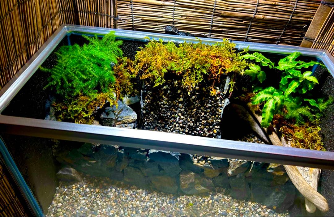 水の流れる滝テラリウム水槽　苔テラリウム　50センチ