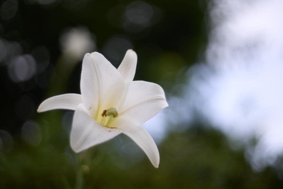 フィルムカメラ OLYMPUS OM-1 / F.ZUIKO AUTO-S 50mm F1.8