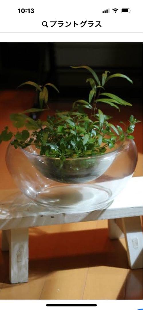 廃盤未使用　ADA Do!aquaプラントグラス・オアシス レアコレ