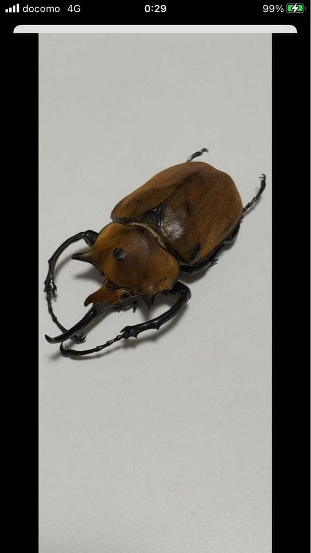 エレファスゾウカブト♂117mm 標本