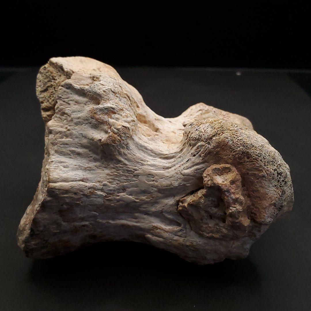 希少 ティラノサウルス類 化石 骨 恐竜 ゴビ砂漠産101.33mm  fr87