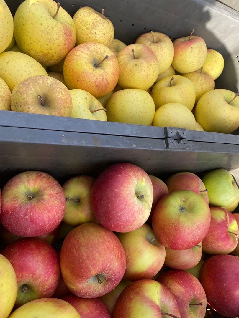 青森県産 りんごジュース 100% ストレートタイプ