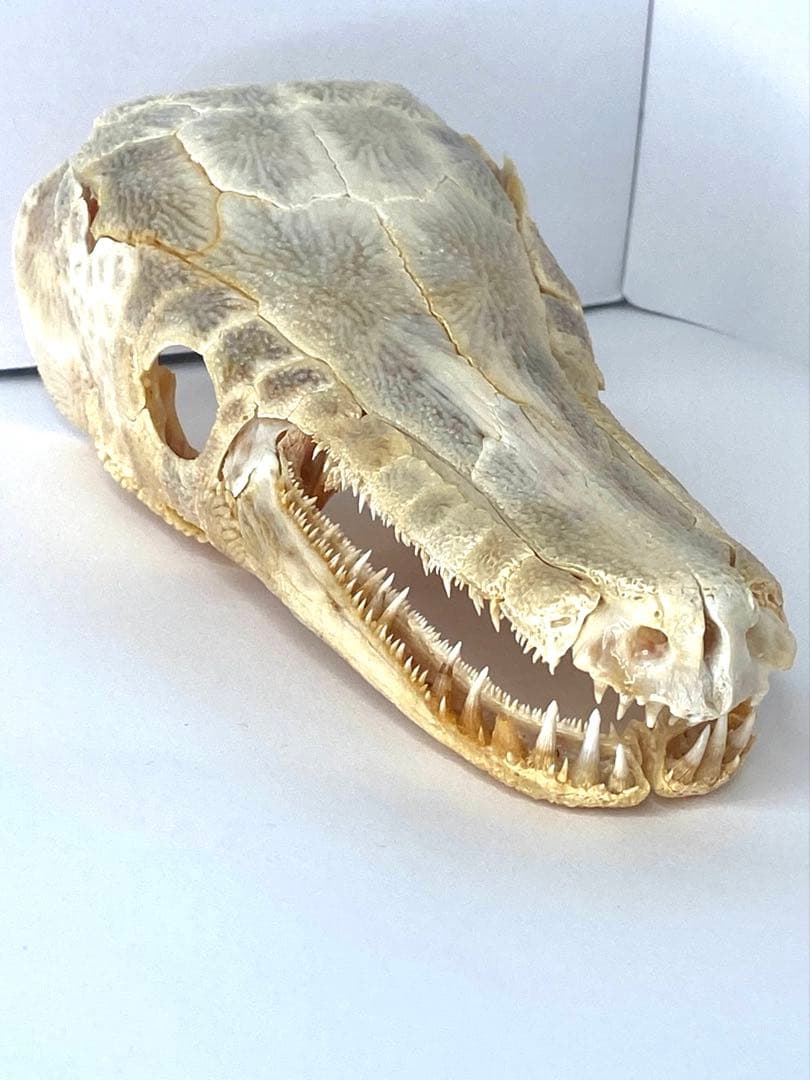 アリゲーターガー　頭骨