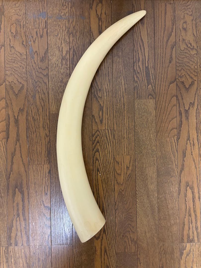 象牙風　一本牙　置物