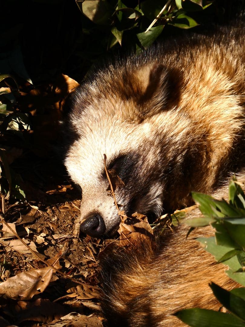 限定カラー Panasonic DC-TZ99 シルバー デジタルカメラ