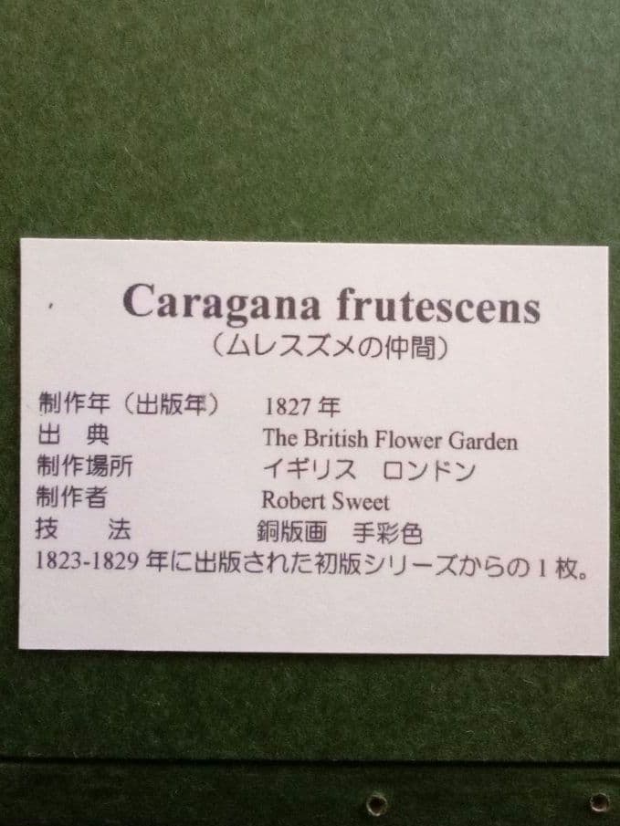 イギリス ボタニカル画の額装品 銅版画に手彩色 1827年