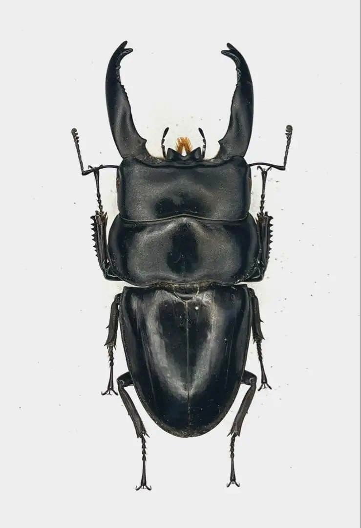 特大アルキデスヒラタクワガタ