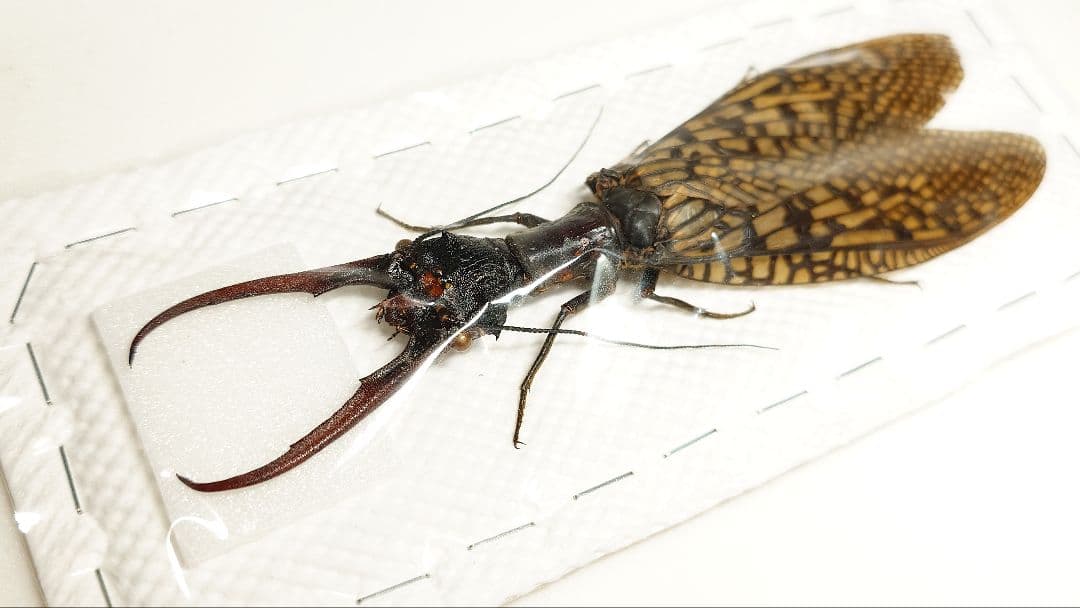 巨大！ヘビトンボ標本　15cm級