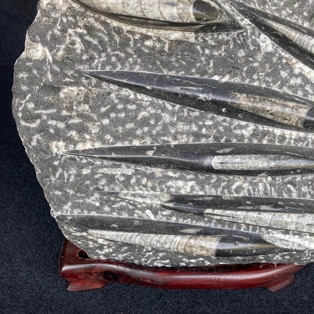 直角石オルソセラス大型台付