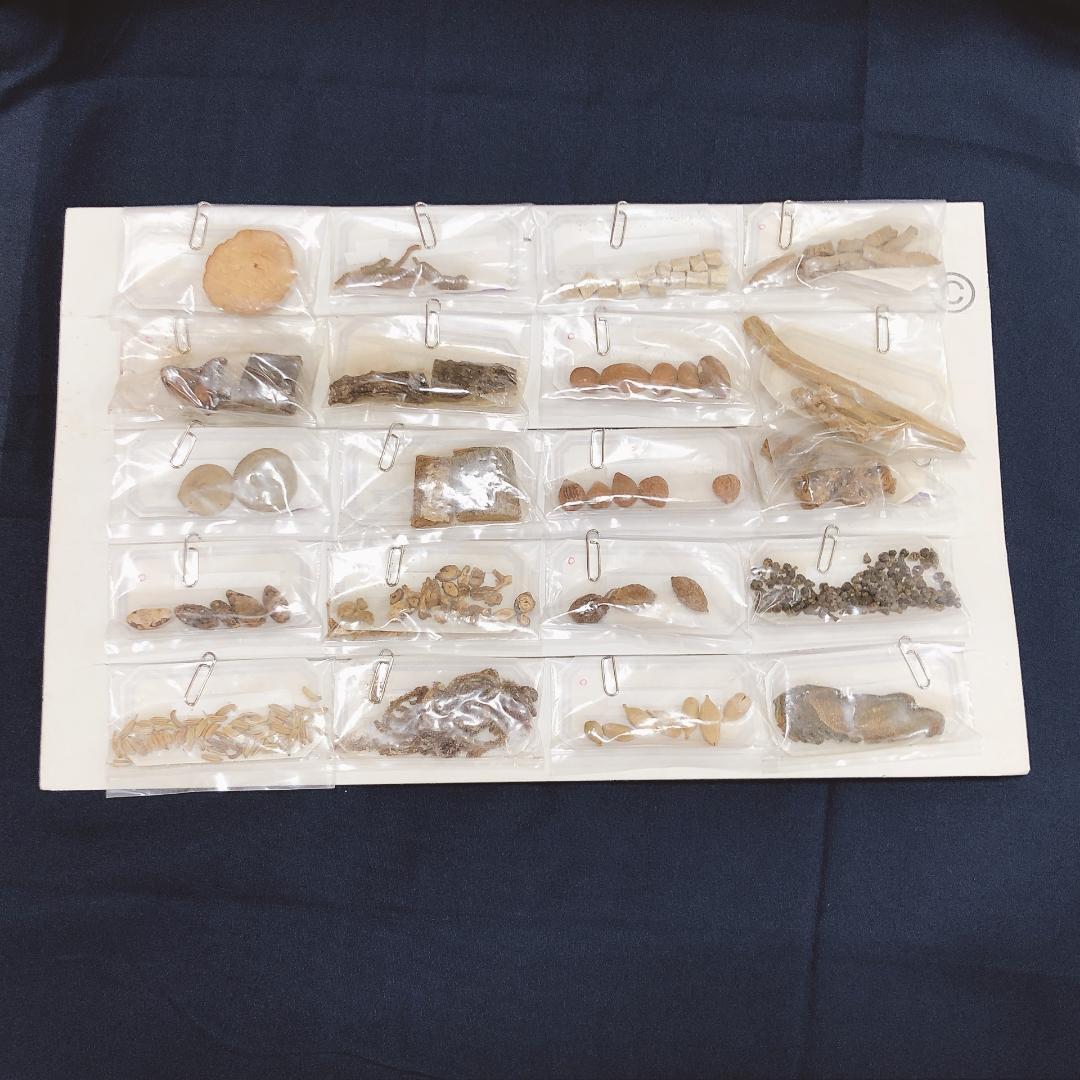 生薬標本一覧　80種　中井廣進堂　漢方　薬膳