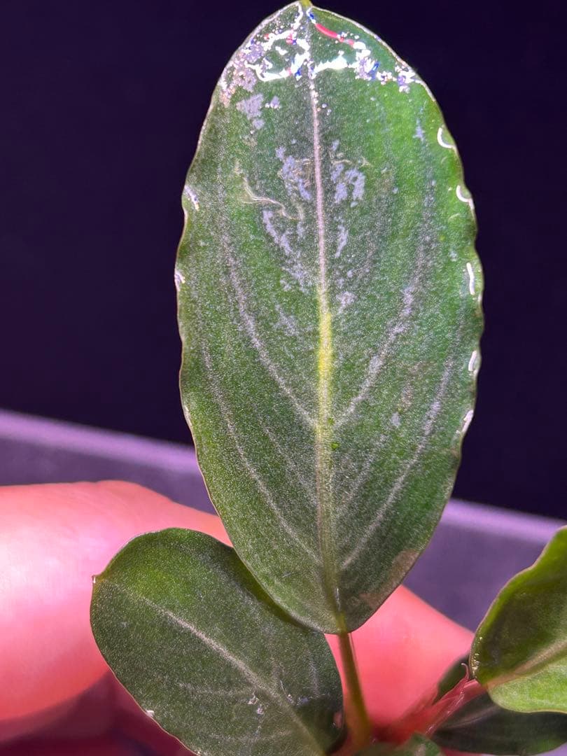【TB便】Bucephalandra sp.Pearl gray水上育成株