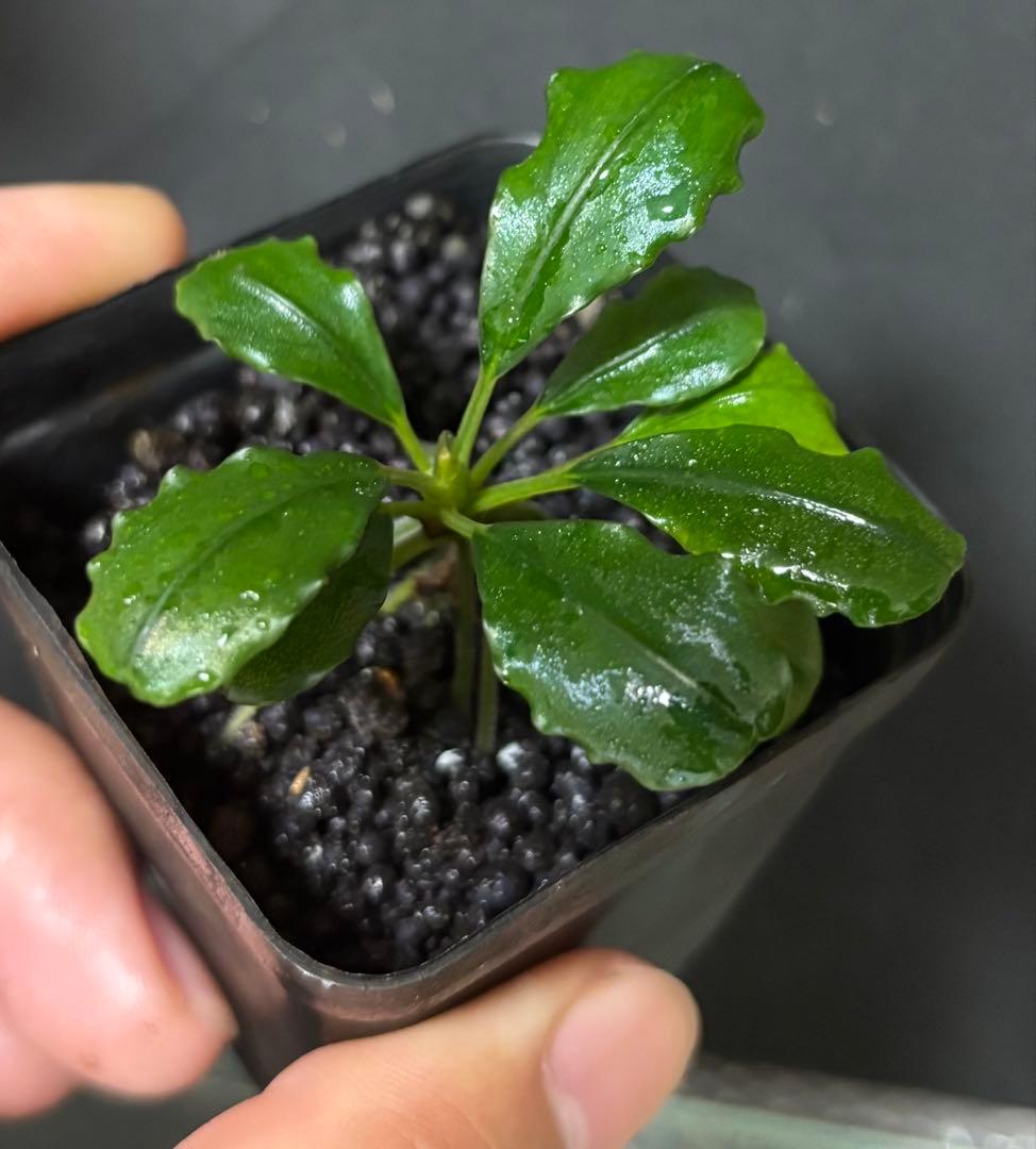 Bucephalandra sp.\"Sungai Ayak\" LA便