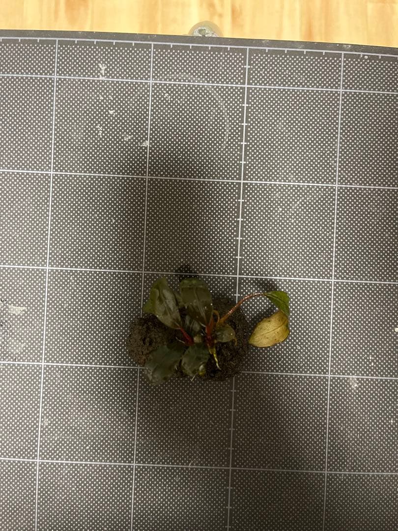 水草 Bucephalandra sp.\"Serimbu 2\"