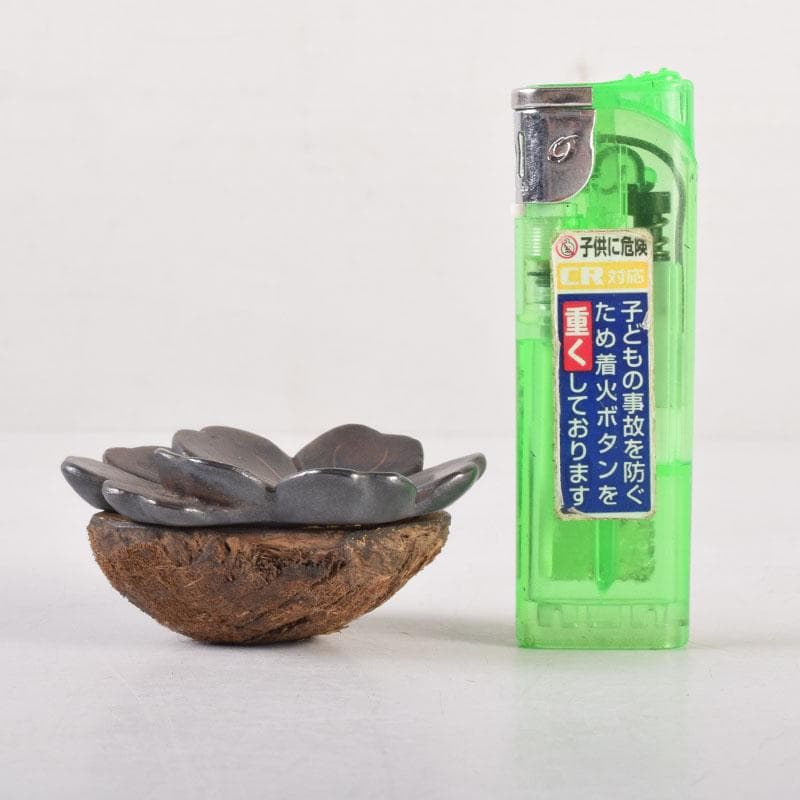 茶道具　木彫　桜　内金溜　香合　時代箱　V　8355