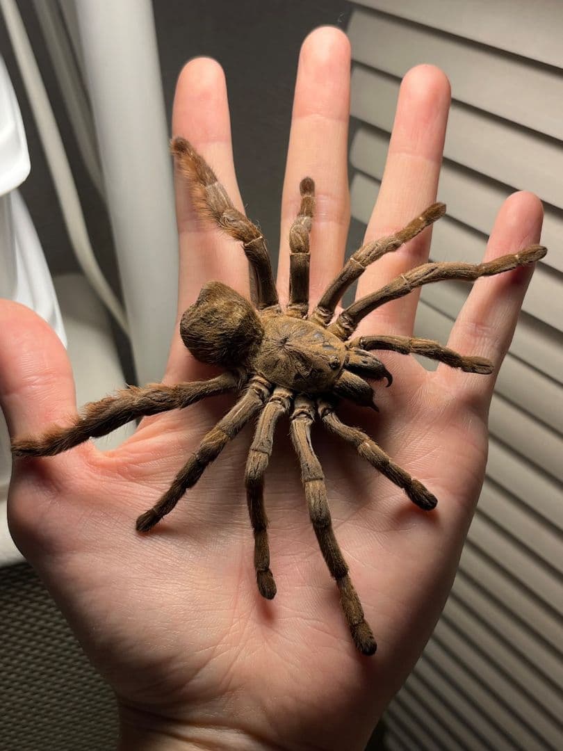 【標本】ベトナムスタウトレッグアースタイガータランチュラ LS14cm程