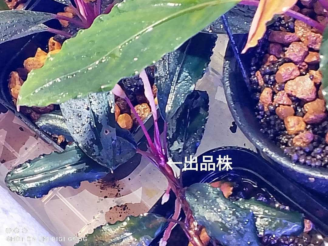 特価ブセファランドラ ルミナス パープル2 メラウィ Bucephalandra