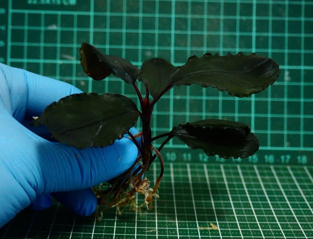 Bucephalandra sp.Red l 水の国