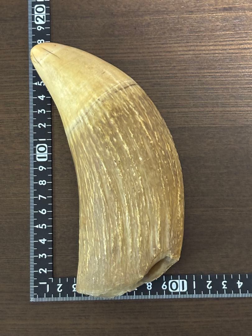 マッコウクジラ 鯨牙 鯨歯 天然素材 印材