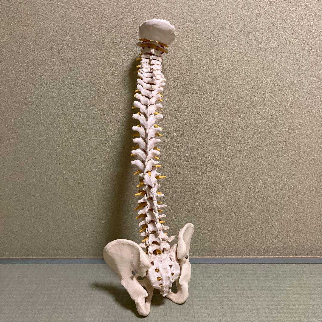 脊椎模型 3B Scientific GmbH カイロプ！整体！鍼灸！スポーツ！