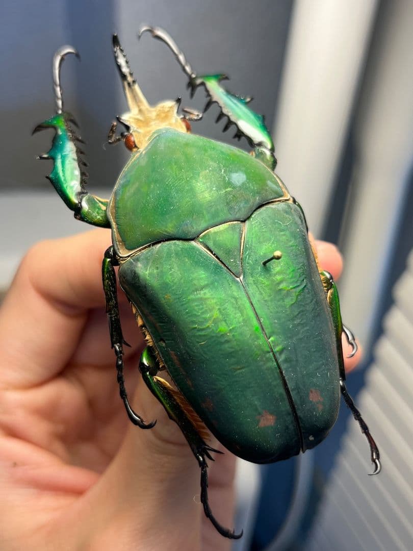 【属内最大種】クビワオオツノハナムグリ カナブン ゴライアスオオツノ 標本