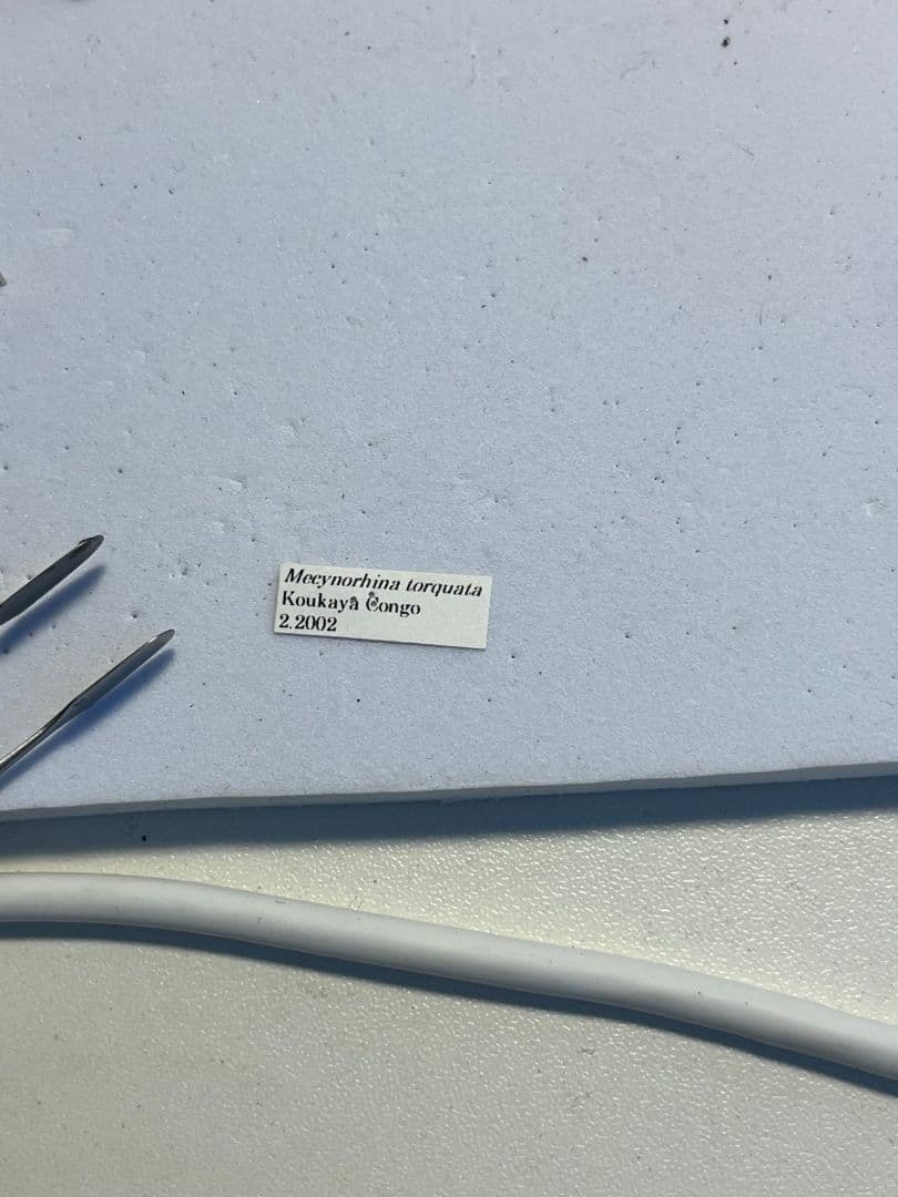 【属内最大種】クビワオオツノハナムグリ カナブン ゴライアスオオツノ 標本