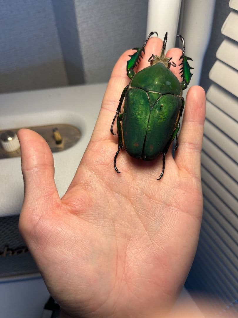 【属内最大種】クビワオオツノハナムグリ カナブン ゴライアスオオツノ 標本