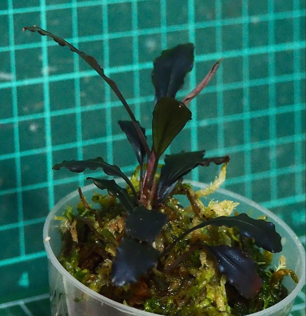 水草 Bucephalandra Ghost kalimantan