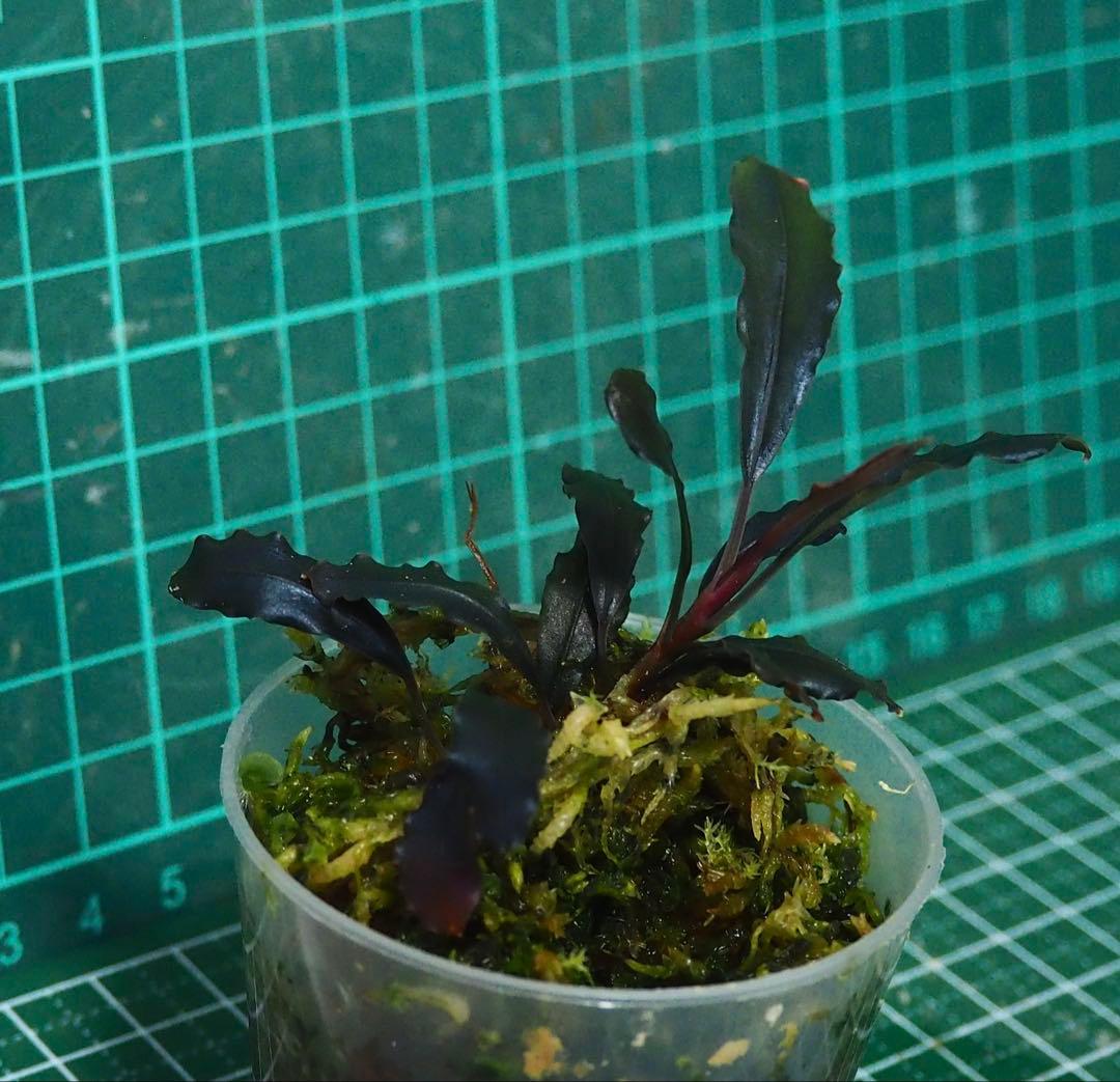 水草 Bucephalandra Ghost kalimantan