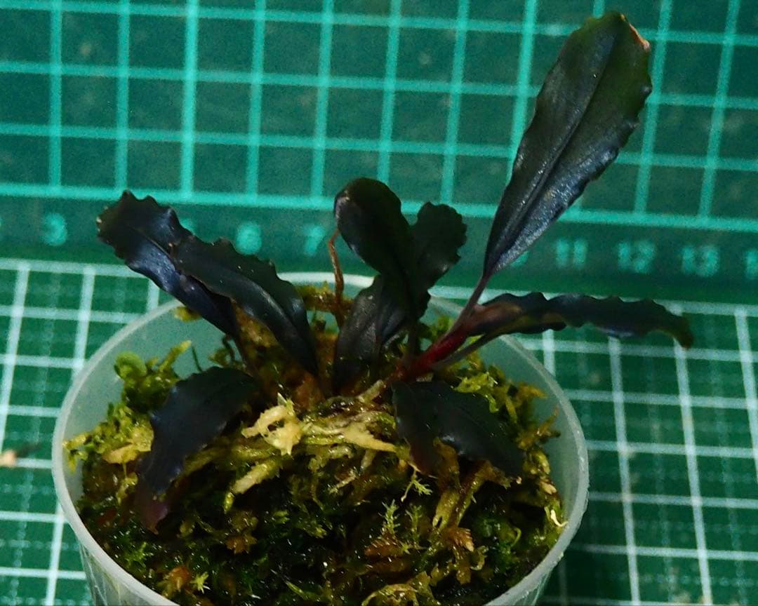 水草 Bucephalandra Ghost kalimantan