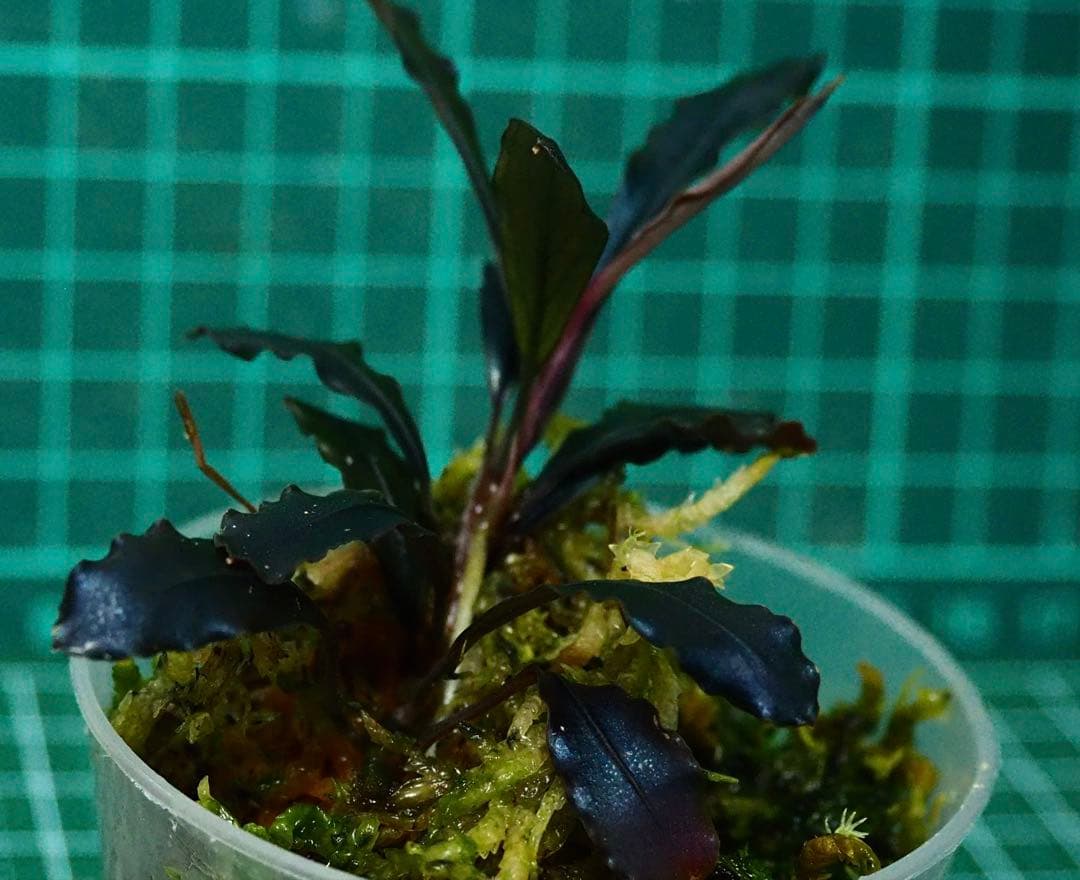 水草 Bucephalandra Ghost kalimantan