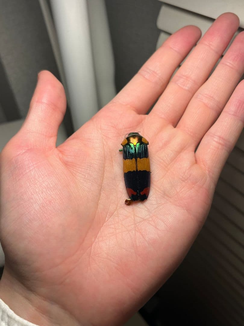 【35mm♂】スハンダエオウサマムカシタマムシCalodema suhandae