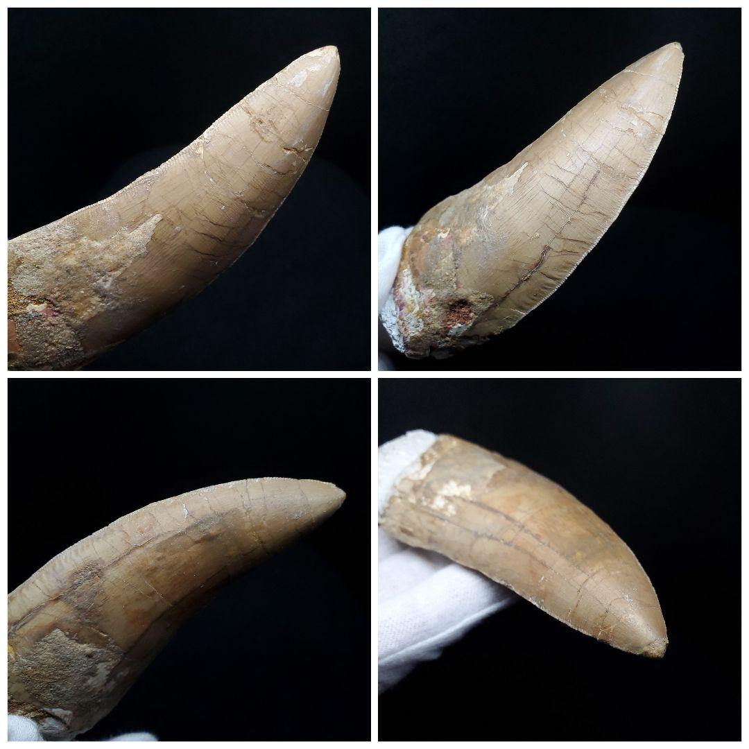 カルカロドントサウルス 歯 化石 本物 モロッコ産 101.22mm  fr80