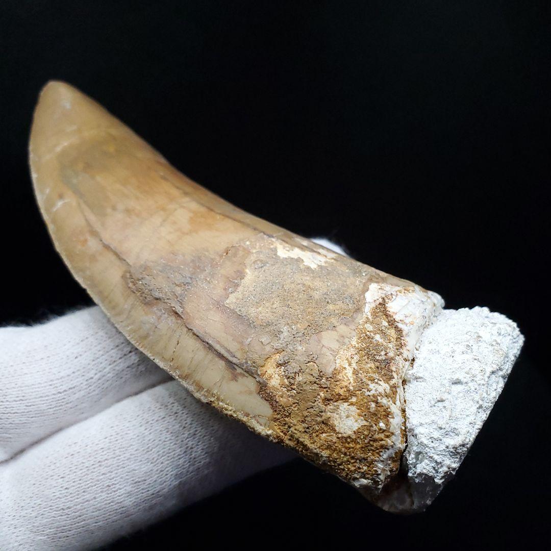 カルカロドントサウルス 歯 化石 本物 モロッコ産 101.22mm  fr80