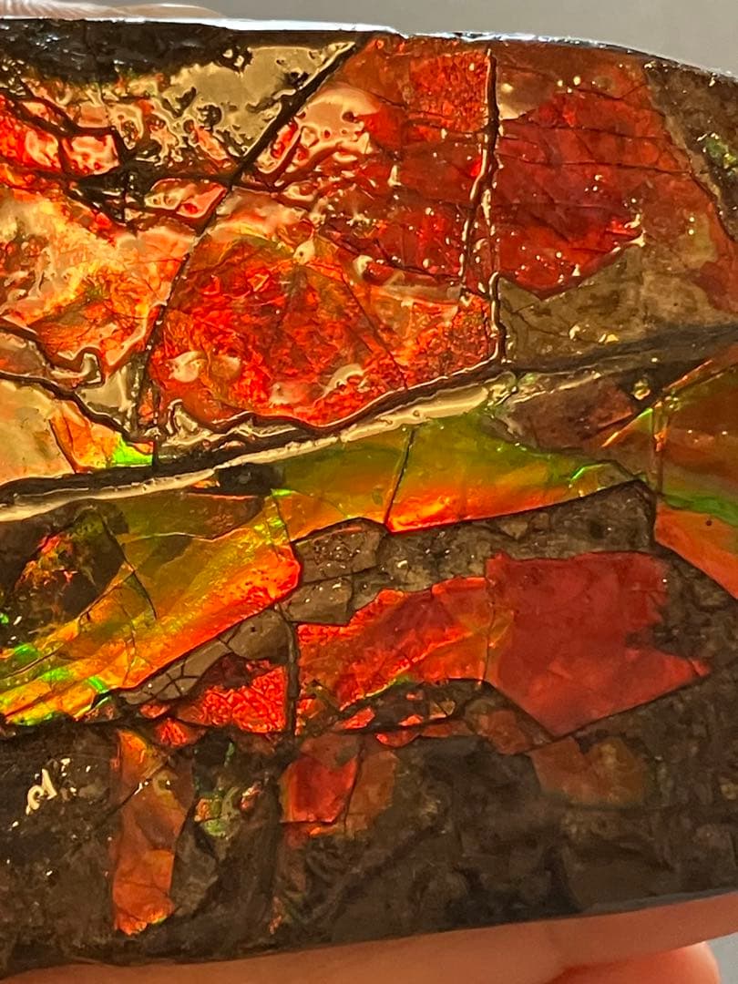 カナダ産　アンモライト　化石　原石　幅8.5cm 箱付き