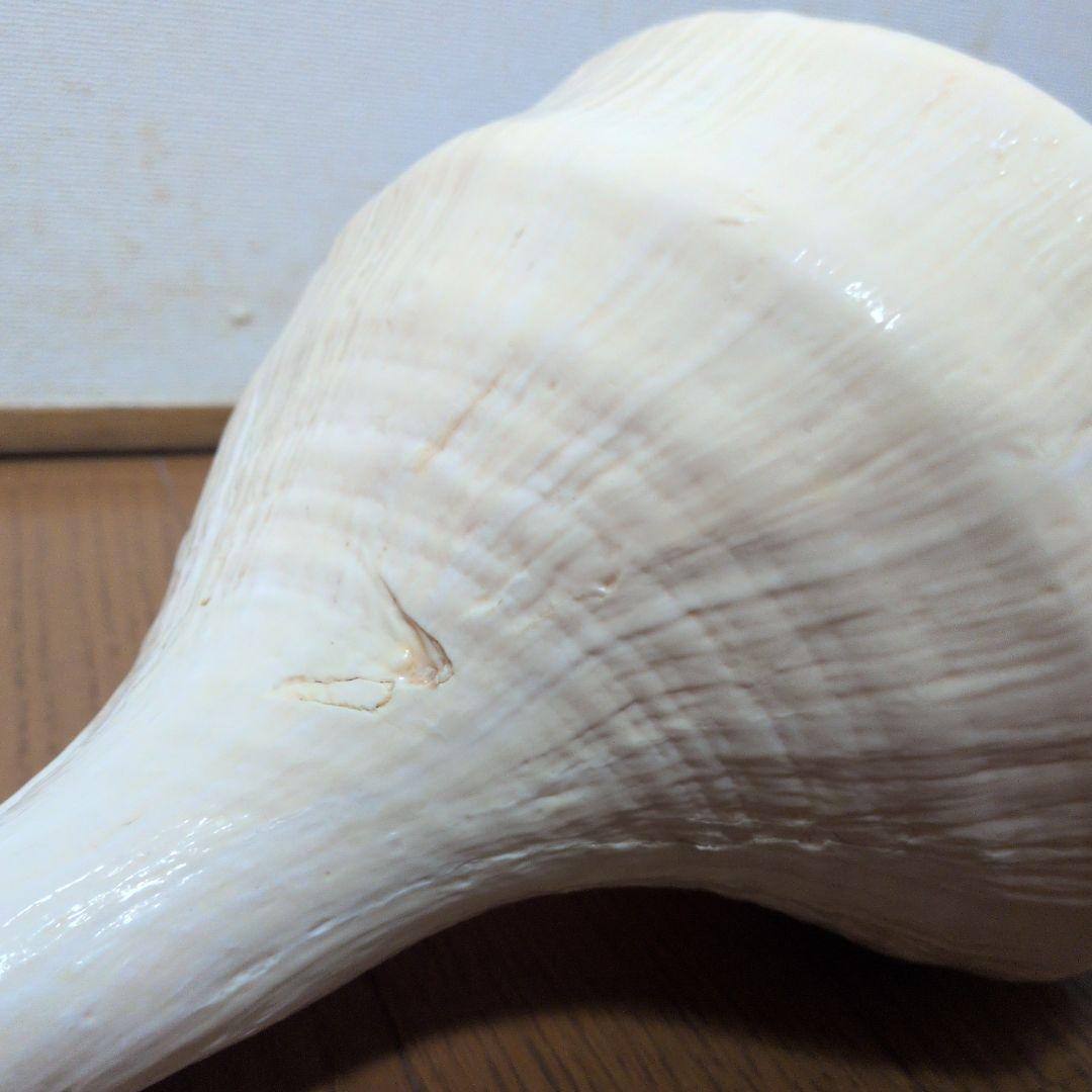 【希少・40cm超え！】アラフラオオニシ貝　法螺貝