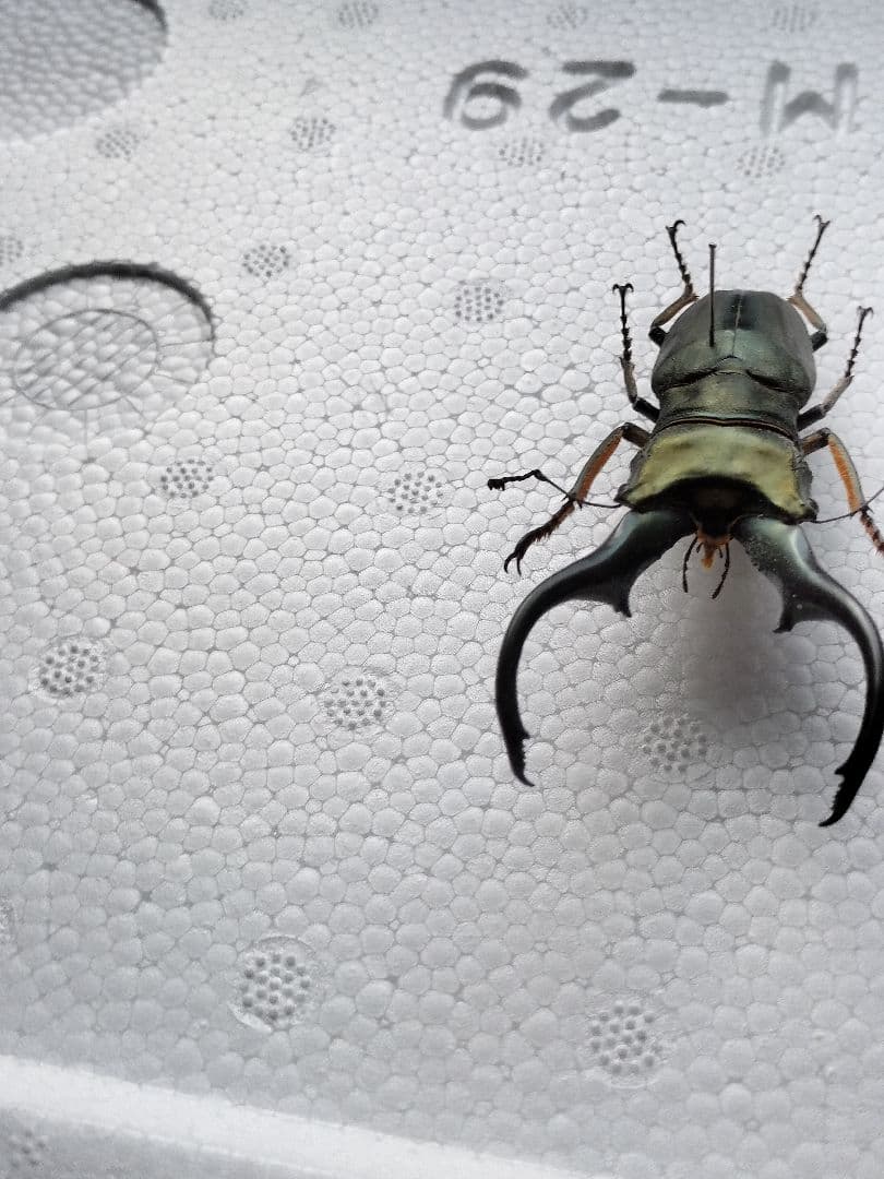 特大モンギローニホソアカクワガタ標本（超貴重）