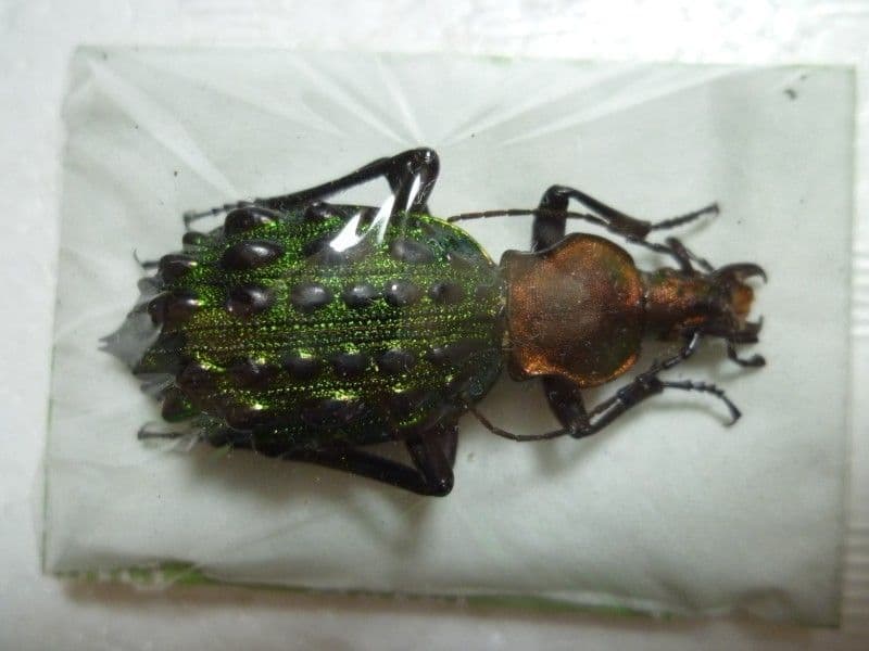 【外国産オサムシ標本】イボカブリモドキ/湖北省.恩施産/48mm